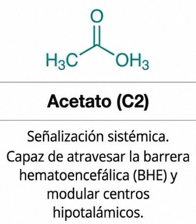 Vías metabólicas del acetato producido por la microbiota intestinal y su función sistémica.