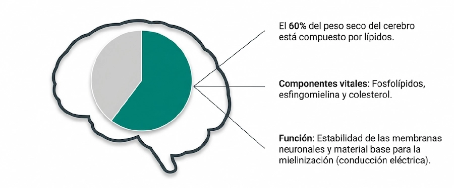 Gráfico de composición lipídica del cerebro: fosfolípidos, esfingomielina y colesterol.