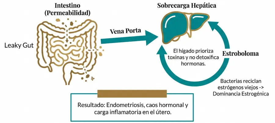 Eje intestino-hígado: permeabilidad intestinal, estroboloma y detoxificación hormonal.