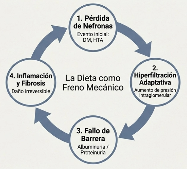 Diagrama del ciclo de hiperfiltración y daño renal por proteinuria.
