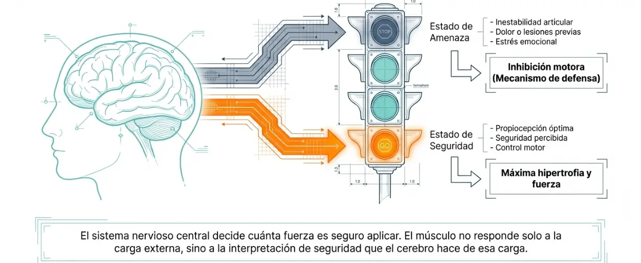 Mecanismo de seguridad del SNC: Inhibición motora por amenaza vs máxima hipertrofia por seguridad.