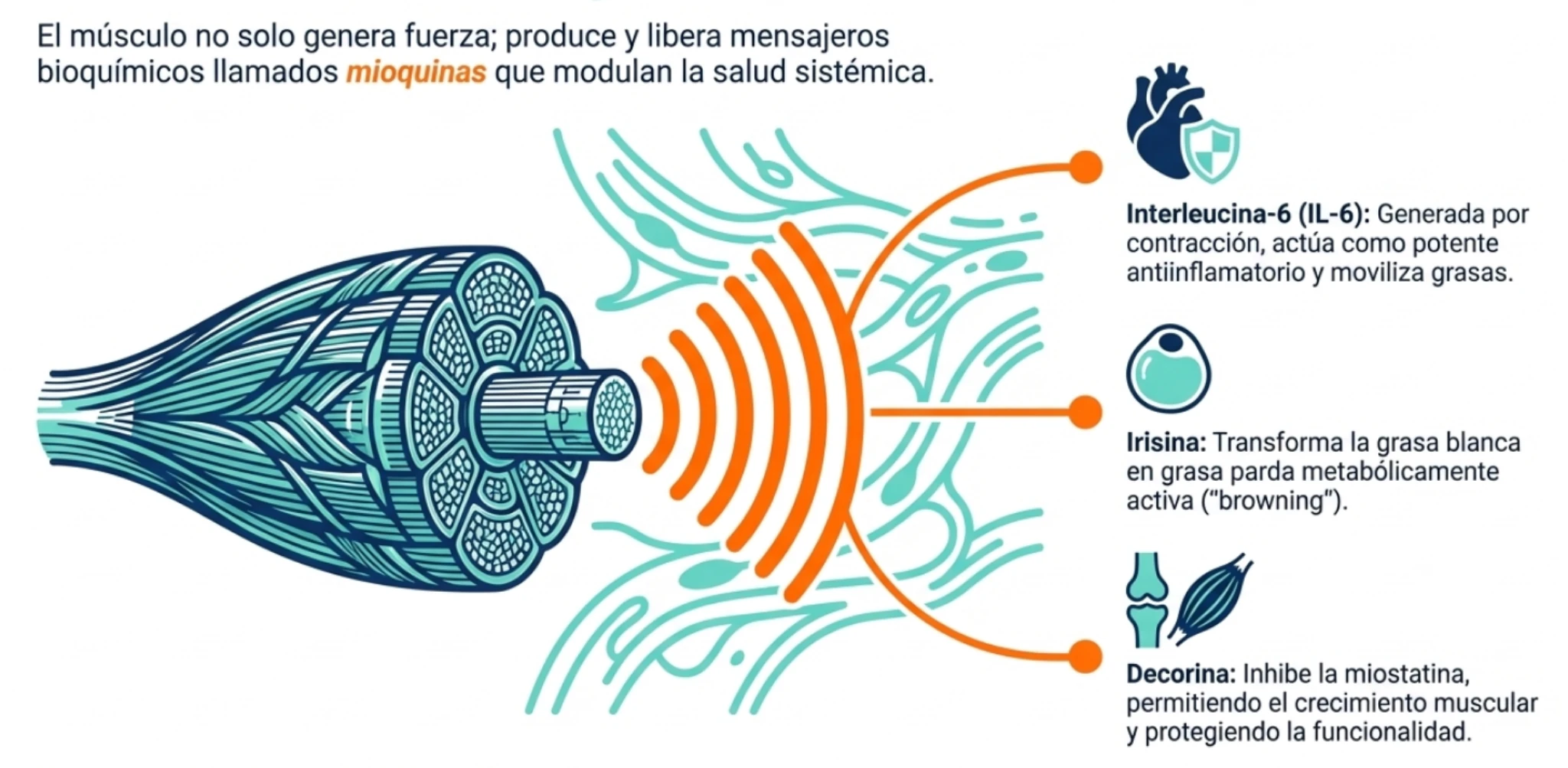 Mioquinas y músculo como órgano endocrino en perimenopausia
