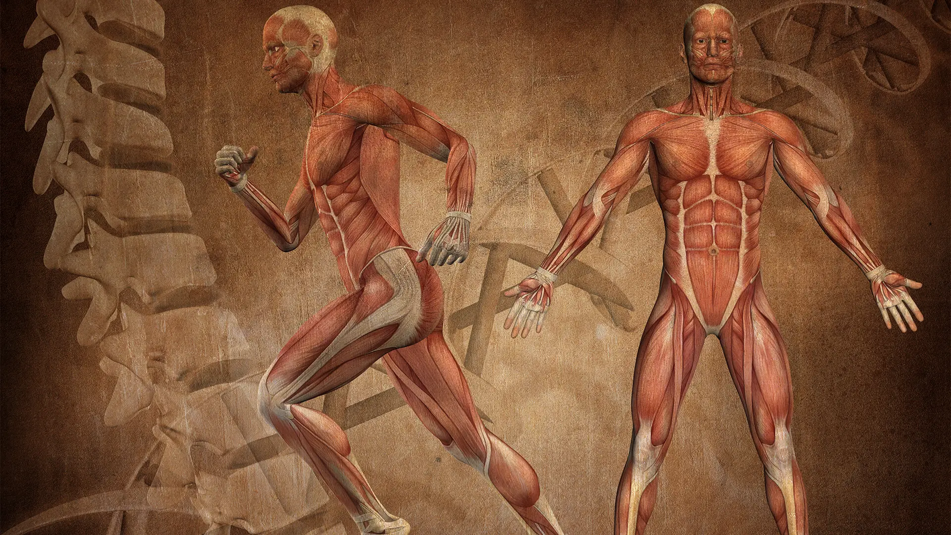 Fascia y reprogramación neurodinámica