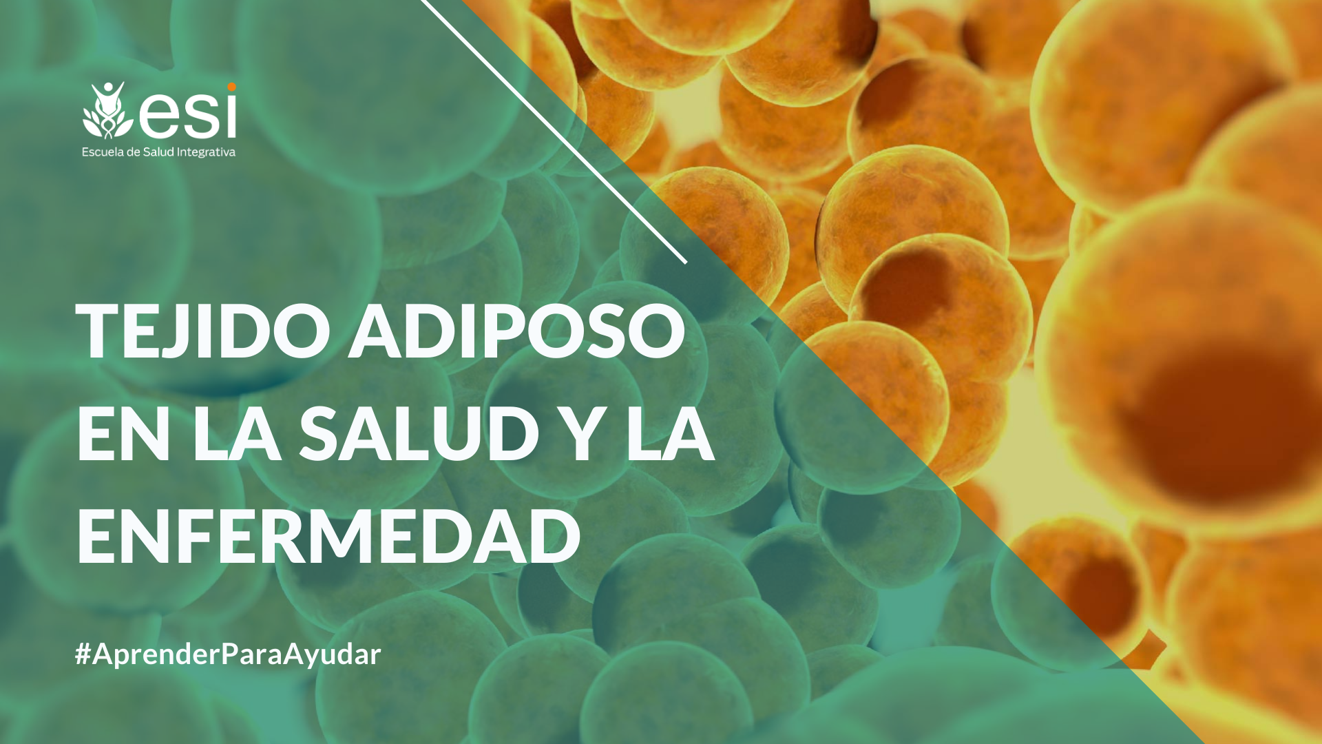 TEJIDO ADIPOSO EN LA SALUD Y EN LA ENFERMEDAD