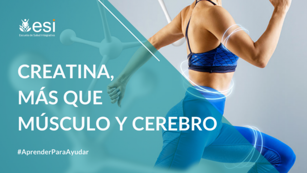 Creatina: Más que músculo y cerebro