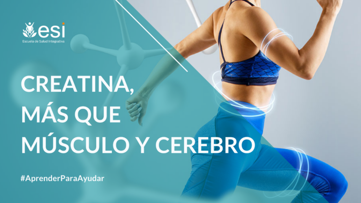 Creatina: Más que músculo y cerebro