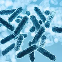 experto en microbiota