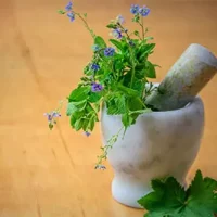fitoterapia