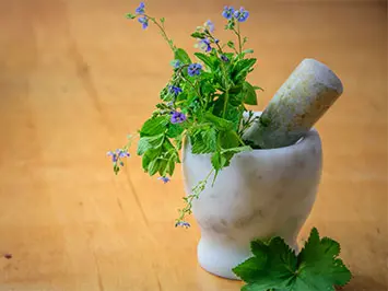 fitoterapia