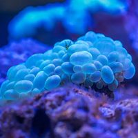 microbiota y salud