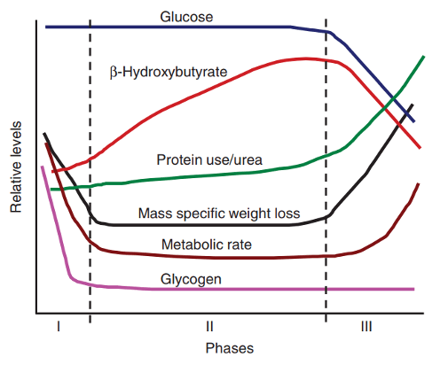 fisiología del ayuno