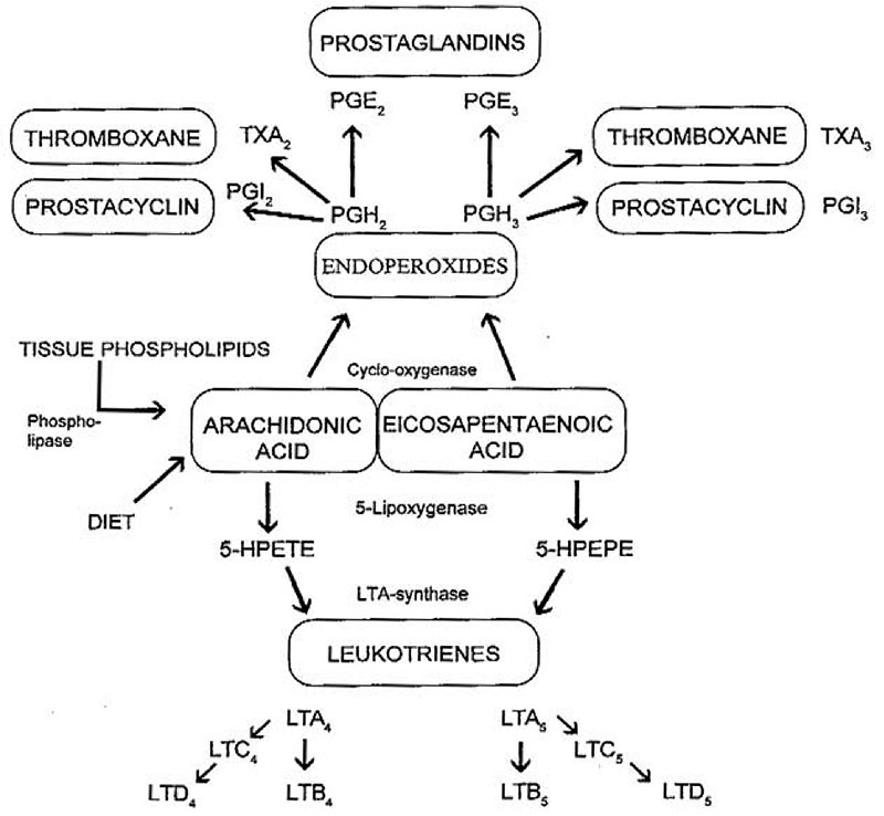 Imagen 1: Metabolismo oxidativo