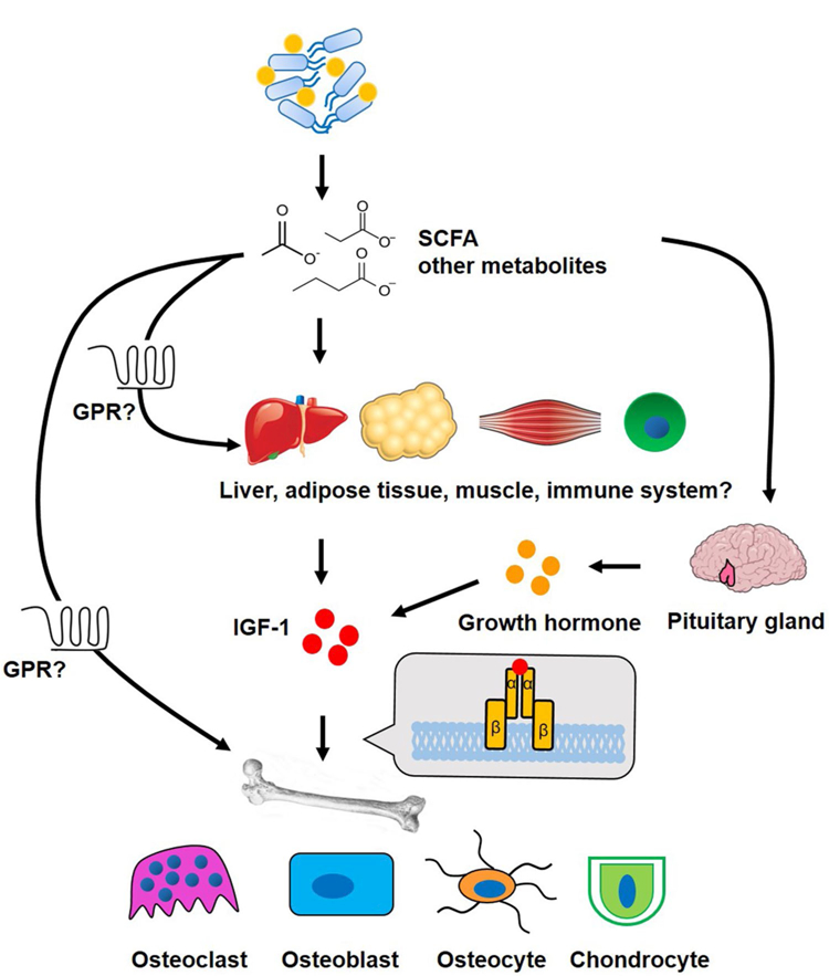 Microbiota intestinal y los efectos sobre el hueso
