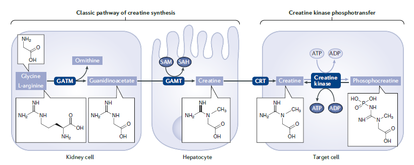Proceso endógeno de síntesis de creatina Proceso endógeno de síntesis de creatina